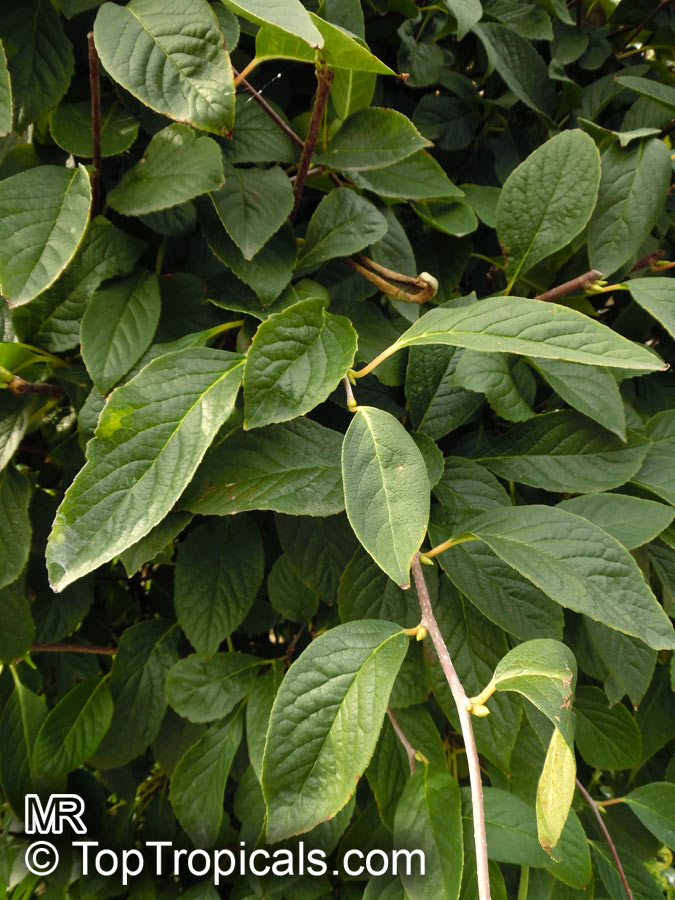 Schisandra sp., Magnolia Vine