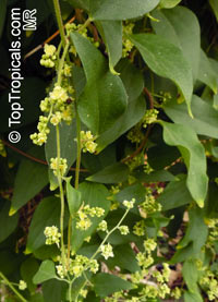 Sinomenium acutum, Chinese Moonseed

Click to see full-size image