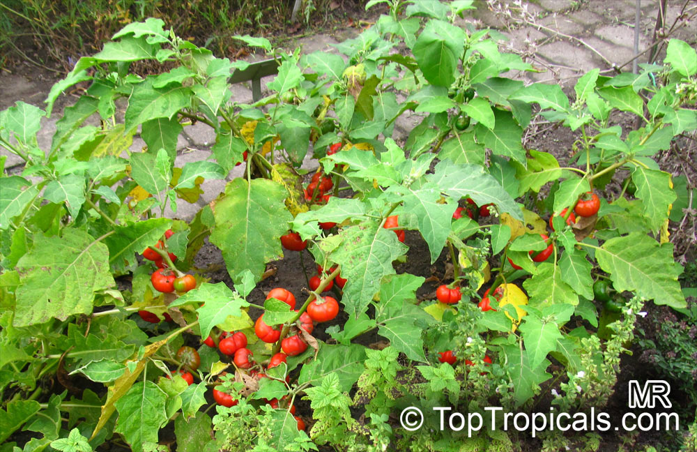 Scarlet eggplant (jiló) full screen, top view. Formerly Solanum gilo, now  considered a group of cultivars of Solanum aethiopicum, is the fruit of the  herbaceous plant Jiloeiro. Cultivated in Brazil. Stock Photo