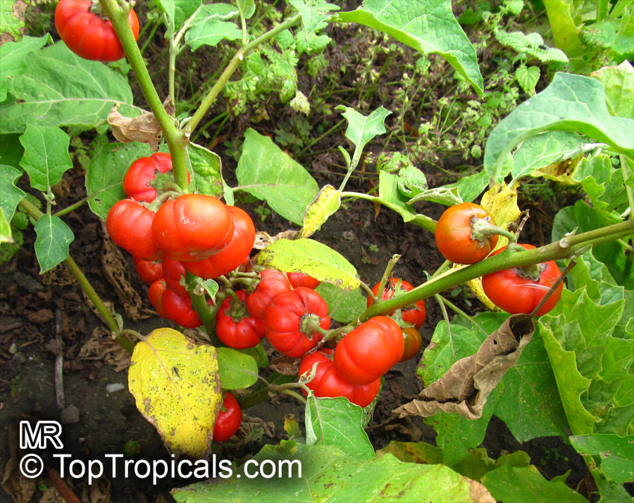 Scarlet eggplant (jiló) full screen, top view. Formerly Solanum gilo, now  considered a group of cultivars of Solanum aethiopicum, is the fruit of the  herbaceous plant Jiloeiro. Cultivated in Brazil. Stock Photo