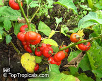 Solanum gilo, Scarlet Eggplant, Gilo, Jilo

Click to see full-size image