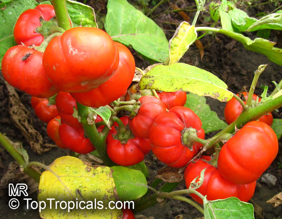 Scarlet eggplant (jiló) full screen, top view. Formerly Solanum gilo, now  considered a group of cultivars of Solanum aethiopicum, is the fruit of the  herbaceous plant Jiloeiro. Cultivated in Brazil. Stock Photo