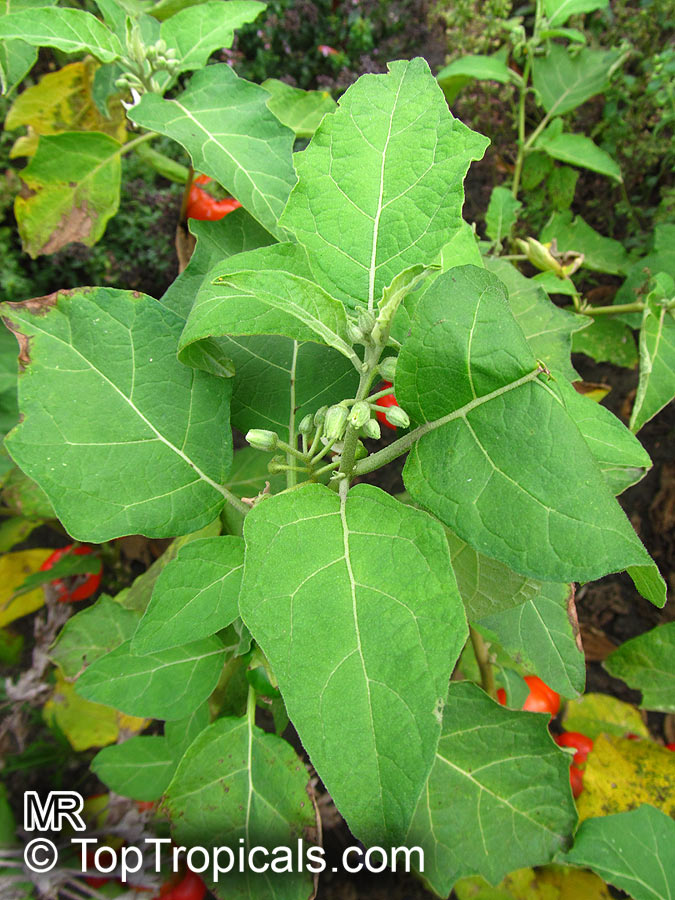 Scarlet eggplant (jiló) full screen, top view. Formerly Solanum gilo, now  considered a group of cultivars of Solanum aethiopicum, is the fruit of the  herbaceous plant Jiloeiro. Cultivated in Brazil. Stock Photo