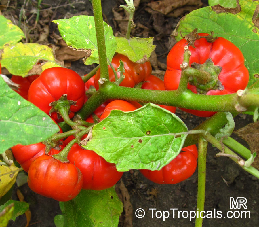 Solanum gilo, Scarlet Eggplant, Gilo, Jilo