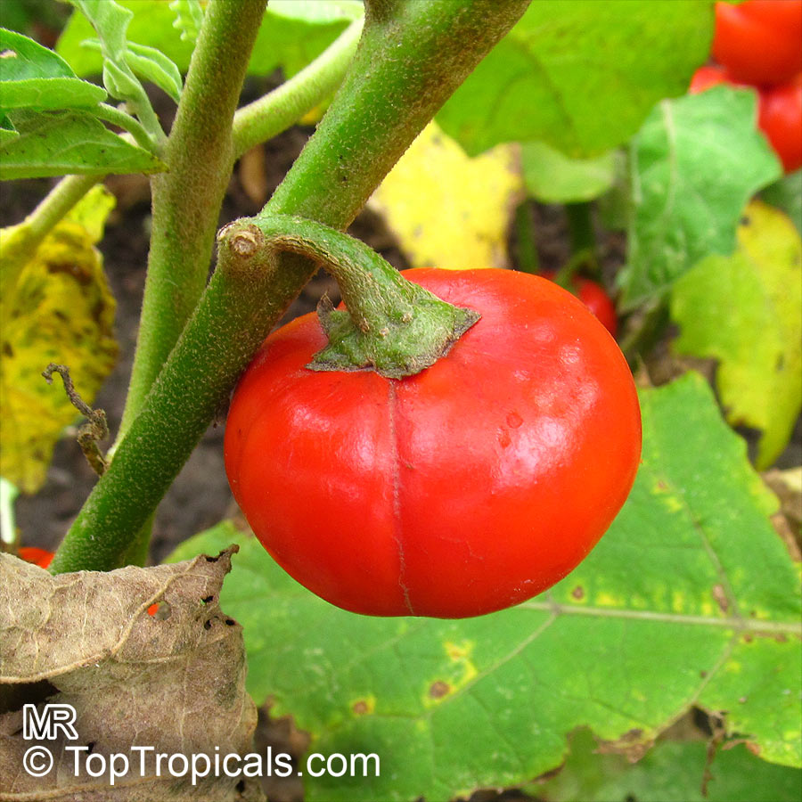 Solanum gilo, Scarlet Eggplant, Gilo, Jilo