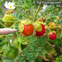 Solanum sisymbriifolium, Solanum balbisii, Sticky Nightshade, Litchi Tomato, Morelle de Balbis

Click to see full-size image