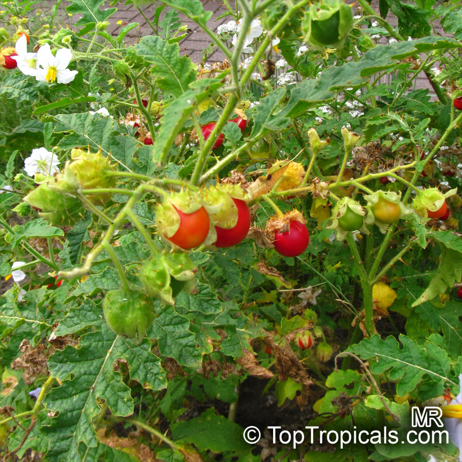 Solanum sisymbriifolium, Solanum balbisii, Sticky Nightshade, Litchi Tomato, Morelle de Balbis
