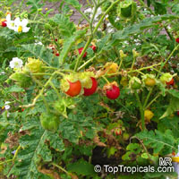 Solanum sisymbriifolium, Solanum balbisii, Sticky Nightshade, Litchi Tomato, Morelle de Balbis

Click to see full-size image