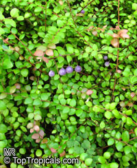 Sphyrospermum sp., Sphyrospermum

Click to see full-size image