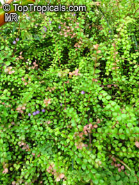 Sphyrospermum sp., Sphyrospermum

Click to see full-size image