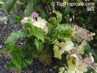 Spiraea japonica, Japanese Meadowsweet, Japanese Spiraea, Korean Spiraea

Click to see full-size image