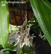 Stanhopea sp., Stanhopea

Click to see full-size image