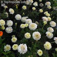 Tagetes sp., Marigold

Click to see full-size image