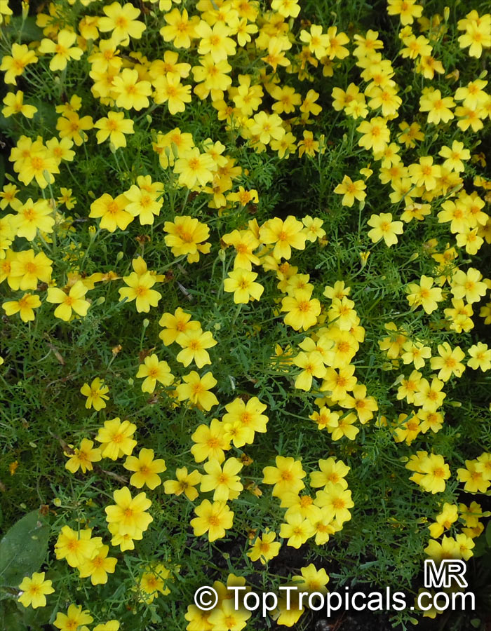 Tagetes sp., Marigold. Tagetes tenuifolia