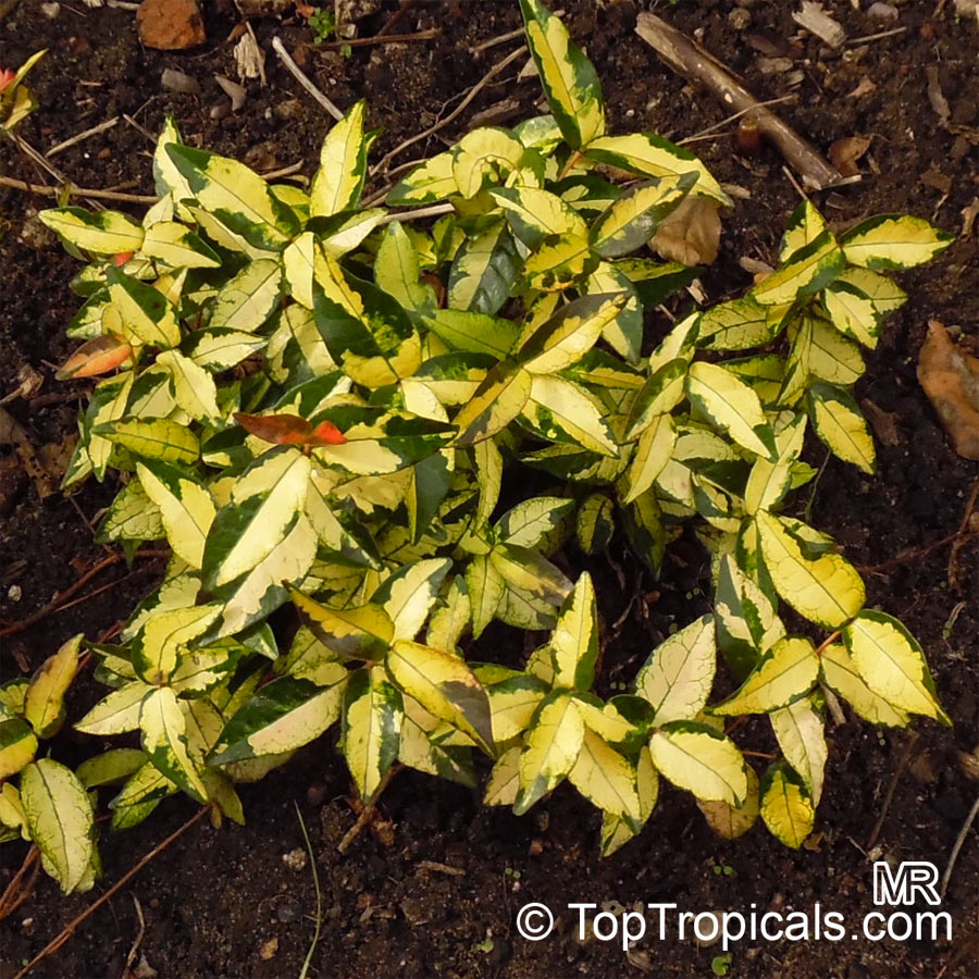 Trachelospermum asiaticum Tricolor, Goshiki Kazura, Tricolor Star Jasmine, Variegated trechelospermum