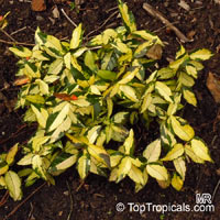 Trachelospermum asiaticum Tricolor, Goshiki Kazura, Tricolor Star Jasmine, Variegated trechelospermum

Click to see full-size image