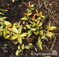 Trachelospermum asiaticum Tricolor, Goshiki Kazura, Tricolor Star Jasmine, Variegated trechelospermum

Click to see full-size image