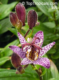 Tricyrtis formosana, Compsoa formosana, Toad Lily

Click to see full-size image