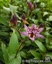 Tricyrtis formosana, Compsoa formosana, Toad Lily

Click to see full-size image