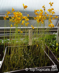 Utricularia sp., Bladderwort

Click to see full-size image