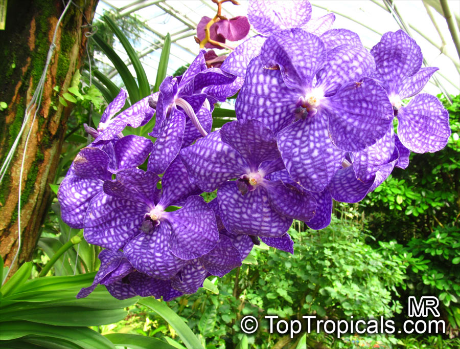 Vanda sp., Vanda Orchid. Vanda 'Blue Magic'