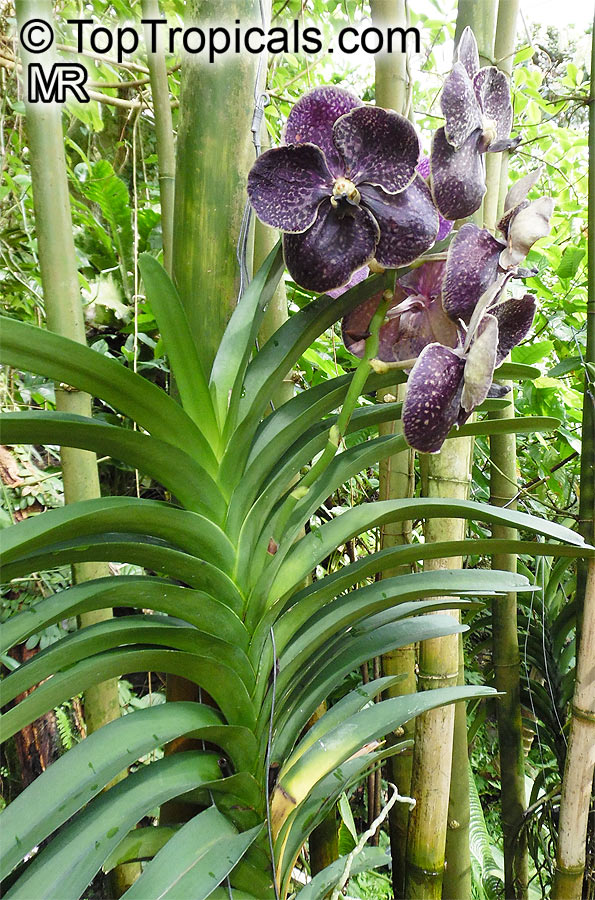 Vanda sp., Vanda Orchid. Vanda Gordon Dillon