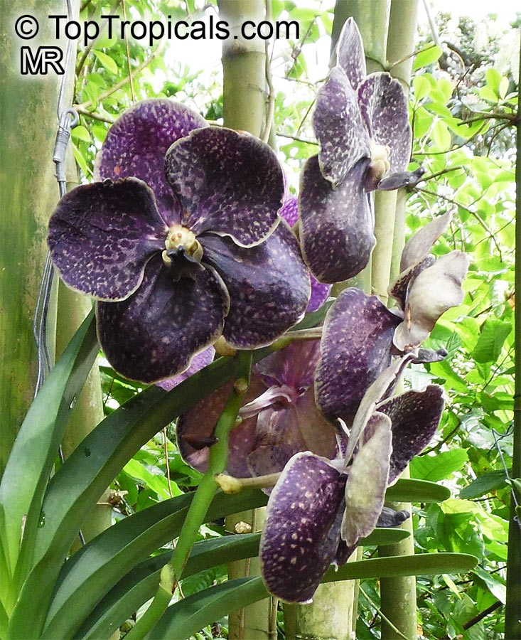 Vanda sp., Vanda Orchid. Vanda Gordon Dillon