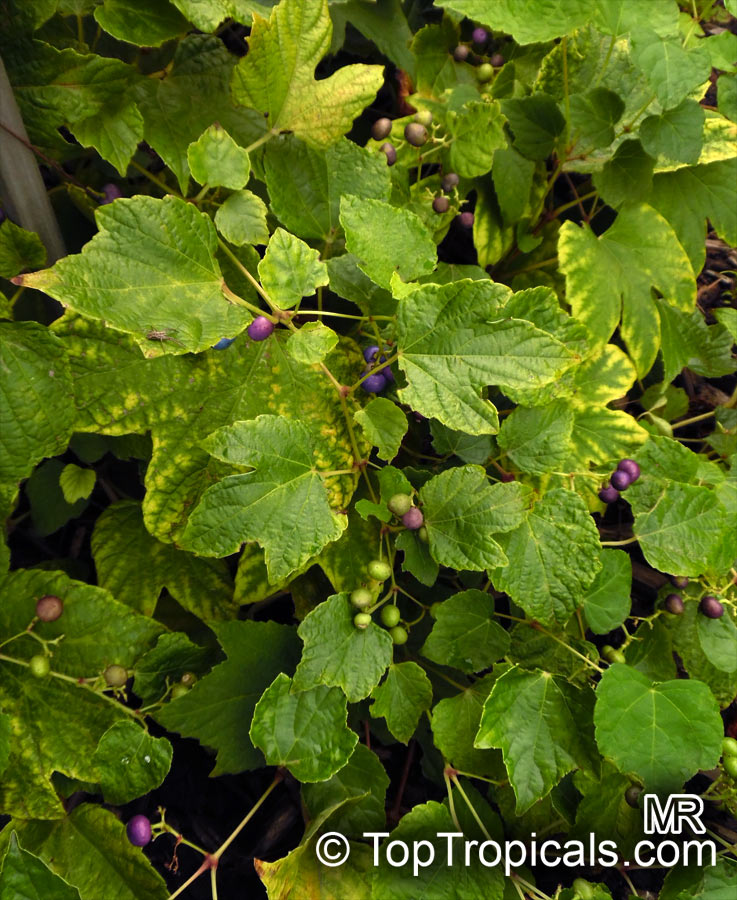 Vitis sp., Grapevines. Vitis bryoniifolia