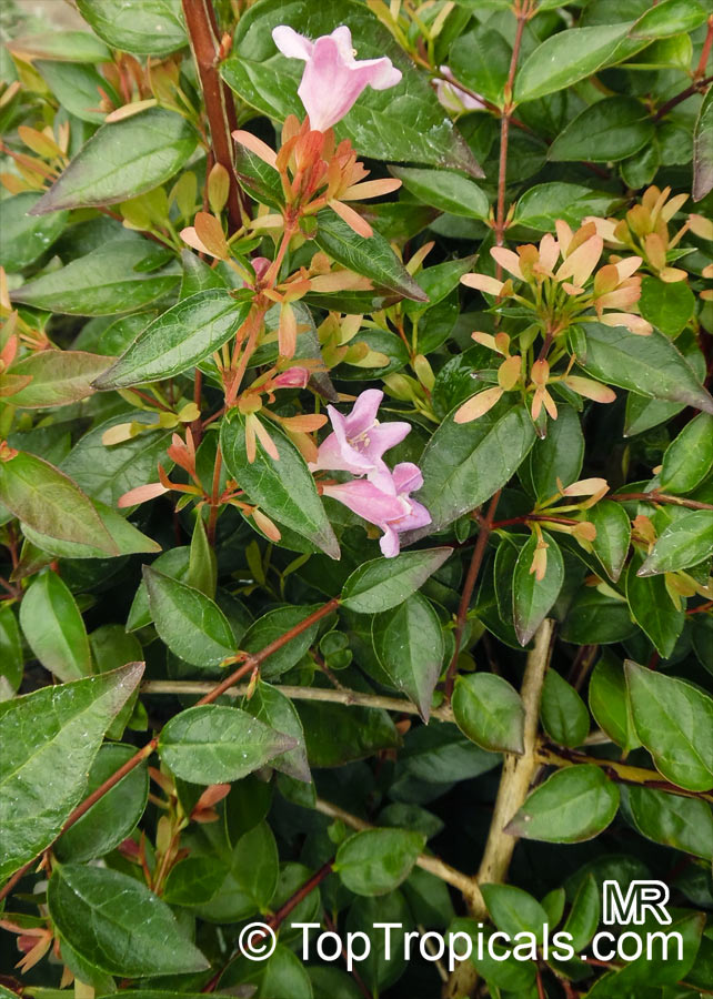 Abelia grandiflora, Glossy Abelia. Abelia x grandiflora 'Edward Goucher'