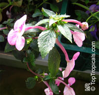 Achimenes sp., Cupid's Bower, Hot Water Plant, Monkey-Faced Pansy, Magic Flower, Orchid Pansy

Click to see full-size image