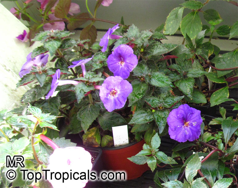Achimenes sp., Cupid's Bower, Hot Water Plant, Monkey-Faced Pansy, Magic Flower, Orchid Pansy