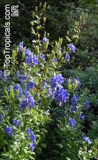 Aconitum sp., Monkshood, Wolfsbane