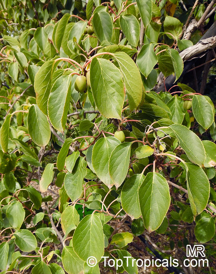 thumbnail image 2 of Hardy Kiwi (Actinidia Arguta) Plant – Sweet, Grape-Sized Kiwi Berries 2 of 5
