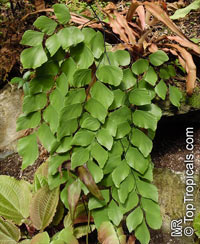 Adiantum sp., Maidenhair Fern