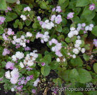 Ageratum houstonianum, Flossflower