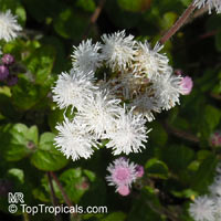 Ageratum houstonianum, Flossflower

Click to see full-size image