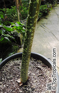 Amorphophallus sp., Voodoo lily, Devils tongue, Snake Palm, Corpse flower, Elephant Foot Yam

Click to see full-size image