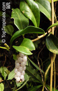 Anthurium scandens, Dracontium scandens, Pearl Laceleaf

Click to see full-size image