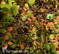 Aronia melanocarpa, Chokeberry

Click to see full-size image