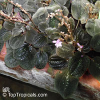 Bertolonia marmorata, Jewel Plant

Click to see full-size image