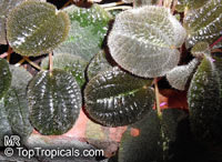 Bertolonia marmorata, Jewel Plant

Click to see full-size image