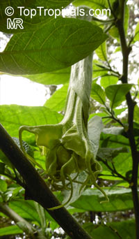 Brugmansia X candida, Datura candida, Angel's Trumpet

Click to see full-size image