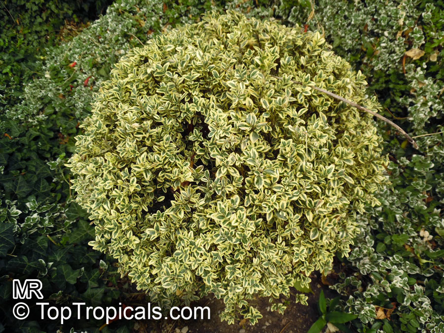 Buxus sp., Boxwood. Buxus sempervirens 'Silver Beauty'