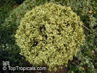 Buxus sp., Boxwood

Click to see full-size image