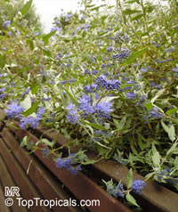 Caryopteris × clandonensis, Bluebeard, Blue Spirea, Blue Mist shrub

Click to see full-size image