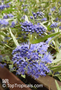 Caryopteris × clandonensis, Bluebeard, Blue Spirea, Blue Mist shrub

Click to see full-size image