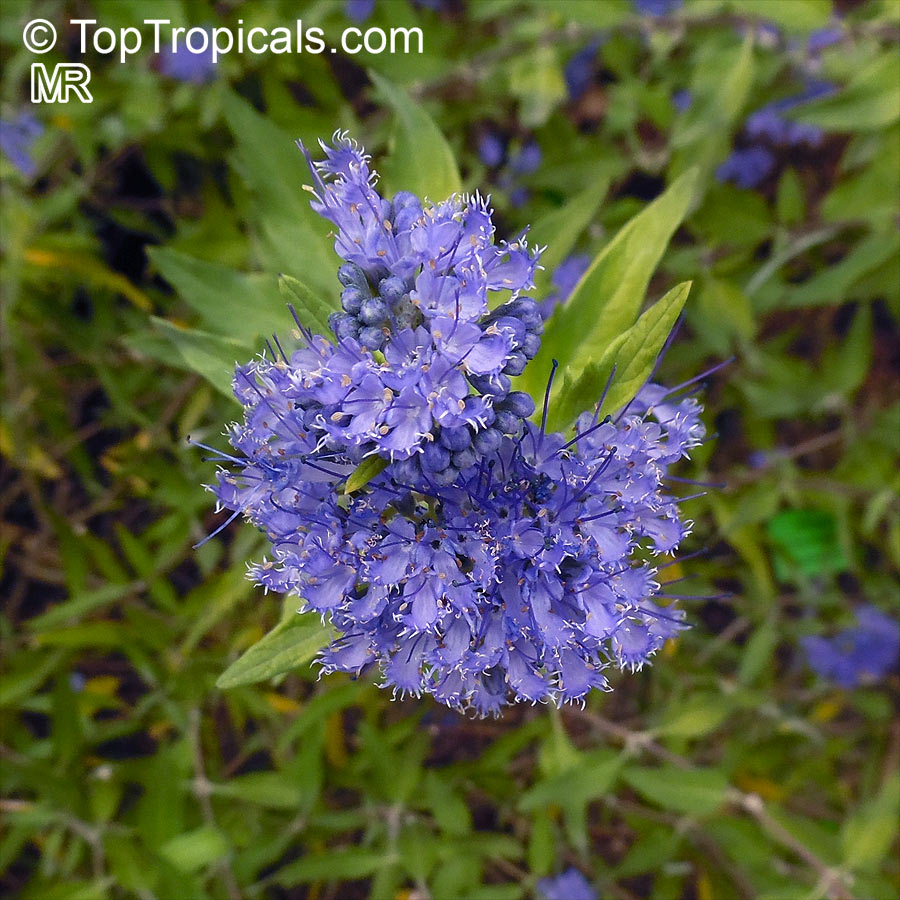 Caryopteris × clandonensis, Bluebeard, Blue Spirea, Blue Mist shrub