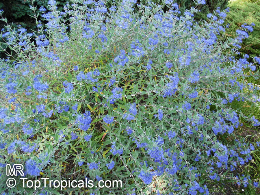 Caryopteris xclandonensis, Bluebeard, Blue Spirea, Blue Mist shrub