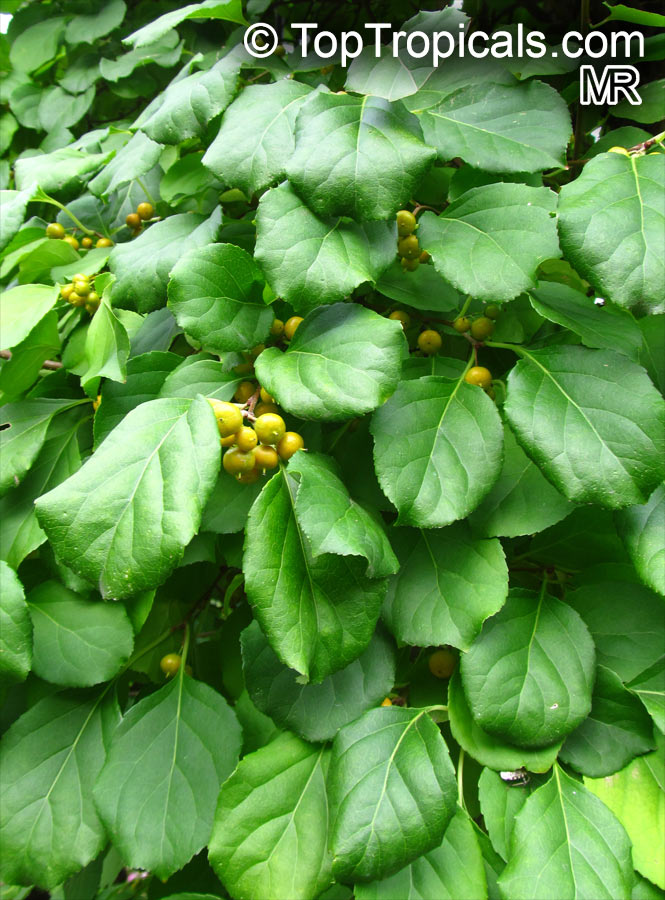 Celastrus orbiculatus, Oriental Bittersweet, Climbing Spindleberry. Celastrus orbiculatus 'Diana'