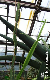 Cissus cactiformis, Cucumber Cactus

Click to see full-size image